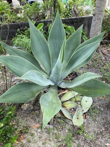 アカべ　地植え