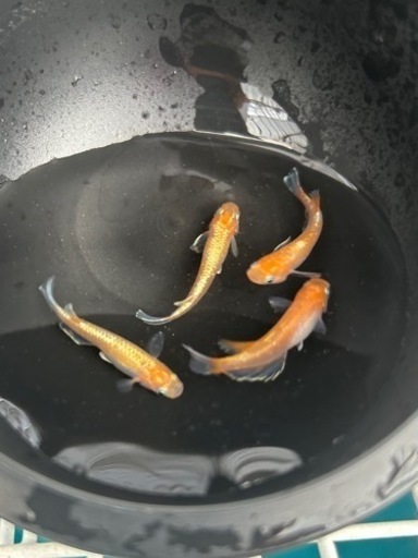 めだかアマテラス