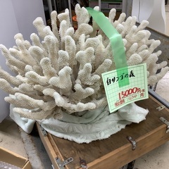 白サンゴの森 置物 管D230701AK (ベストバイ 静岡県袋井市)