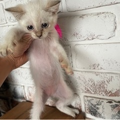 【里親決定！】シャム系の子猫　約２ヶ月　女の子　ブルーアイ