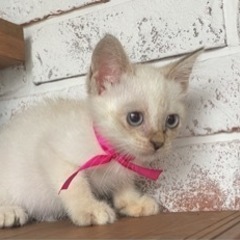 【里親決定！】シャム系の子猫　約２ヶ月　女の子　ブルーアイ - 香南市