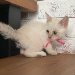 【里親決定！】シャム系の子猫　約２ヶ月　女の子　ブルーアイ - 猫