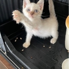 【里親決定！】シャム系の子猫　約２ヶ月　女の子　ブルーアイ − 高知県