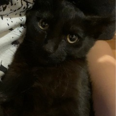 美猫　黒猫　子猫　クロネコ 子猫　真っ黒　