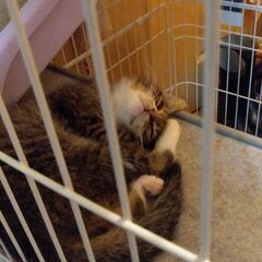 ボンネットから救出！推定3ヶ月子猫オス　エイズ白血病陰性確認済み − 徳島県