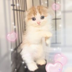 スコティッシュちゃん達　子猫　●●アゴはネコでお世話・里親募集中...