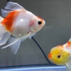 金魚2匹