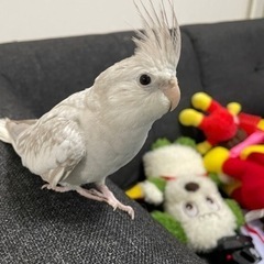 迷いインコ