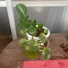 《お問い合わせ中》植物4点セット