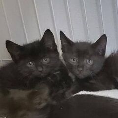 黒色の子猫、男の子、2ヶ月半
