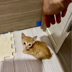 空猫✈️子猫シリーズ❣️エジプシャンマウMIX系、キツネ色のcu...