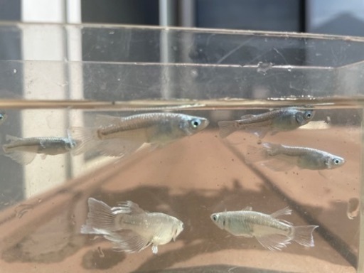 メダカ　マリアージュ、秋桜、サボラメ メダカ マリアージュ、秋桜、サボラメ