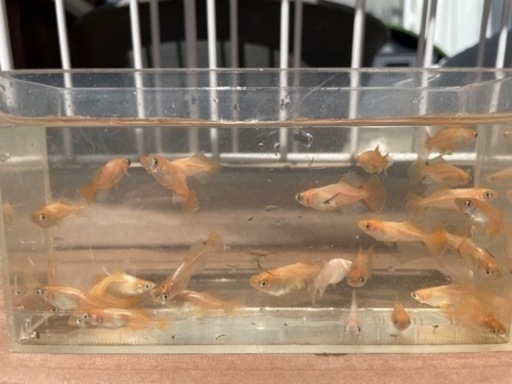 メダカ マリアージュ、秋桜、サボラメ