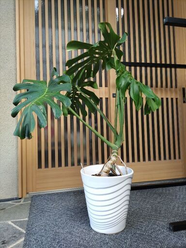 (最終価格) 観葉植物(モンステラ)