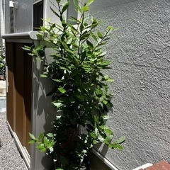 月桂樹　ローリエ  鉢植え