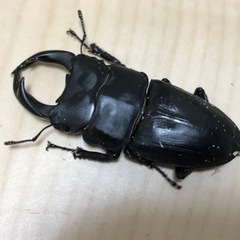 【川西産】オオクワガタ幼虫　5匹