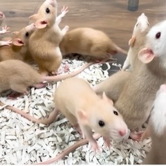 ファンシーラット、パンダマウス販売中です🐭 − 愛知県