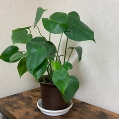 モンステラ【観葉植物】1000円→800円