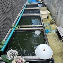 らんちゅう用品