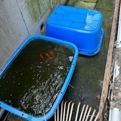 らんちゅう用品