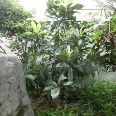 早期終了！ビワの木売ります！