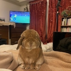 ホーランドロップイヤー　うさぎ　3歳 − 大阪府