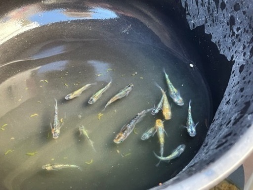 メダカ マリアージュ、秋桜、サボラメ