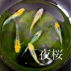 【3日間限定】夜桜親魚1ペア1500円（即産卵！）