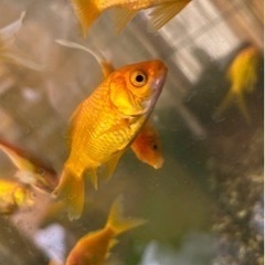 レモンコメット 金魚
