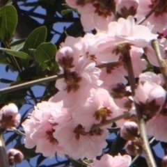 花桃の苗