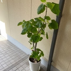 ウンベラータ 観葉植物 150cmサイズ