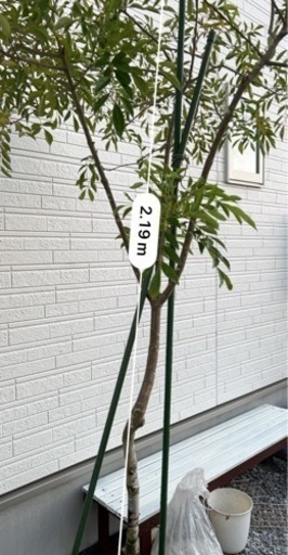植物