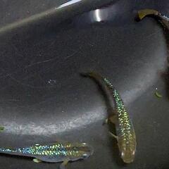 特上　静楽庵血統 令和黒ラメ幹之サファイア系1ペア＋メス1