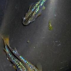 特上　静楽庵血統 令和黒ラメ幹之サファイア系1ペア＋メス1