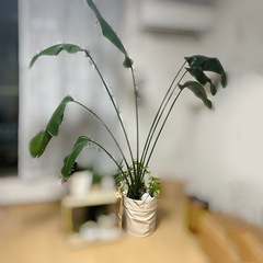 観葉植物　オーガスタ　大型　2m