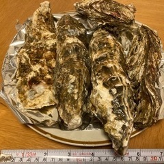 殻付　牡蠣(加熱用) 石巻産