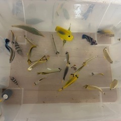 海水魚 1匹500円