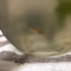 金魚　赤ちゃん