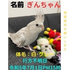 行方不明のオカメインコ