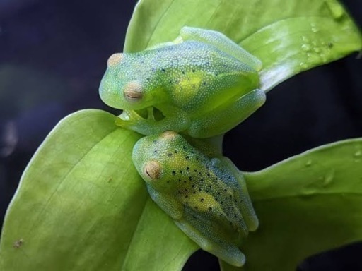 グラニュローサアマガエルモドキ(グミガエル、グラスフロッグ) カエル