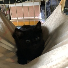 生後2ヶ月くらいの黒猫ちゃん🐱里親様決まりました。ありがとうござ...