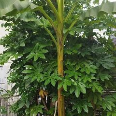高さ40cm! バナナの木　芭蕉　Musa basjoo 冬に強...