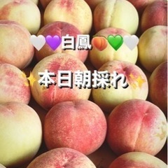 勝沼の美味しい桃🍑白鳳🍑