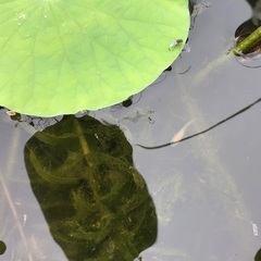 メダカ針子10匹　水草付き