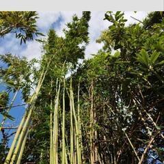 大量にあります!!　竹　竹林伐採　DIY 材料　素材　柵　ガーデ...