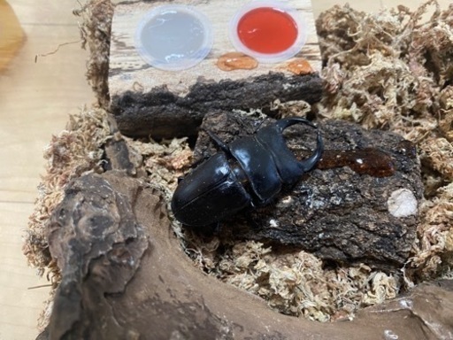 オオクワガタ