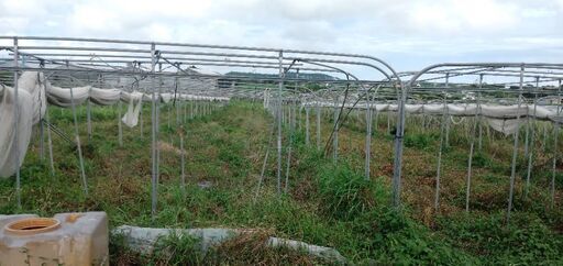 インゲン用平張りハウスの骨組み