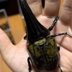 ❷  ヘラクレス C68メテオCBF4 未使用　末後食トリオ ♂1 頭♀2頭