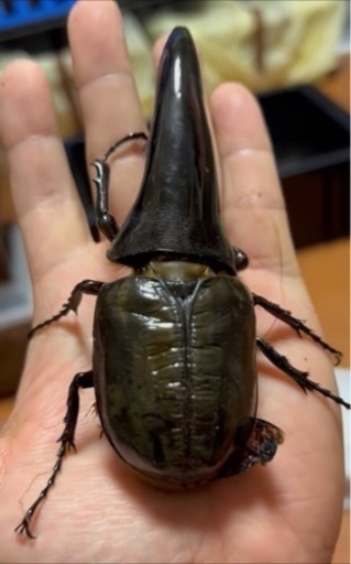 ヘラクレス C68メテオCBF4 未使用 末後食トリオ ♂1 頭♀2頭