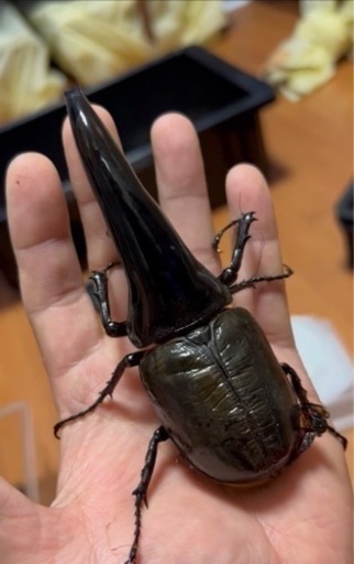 ヘラクレス C68メテオアウトCBF1未使用　末後食トリオ ♂1 頭♀2頭